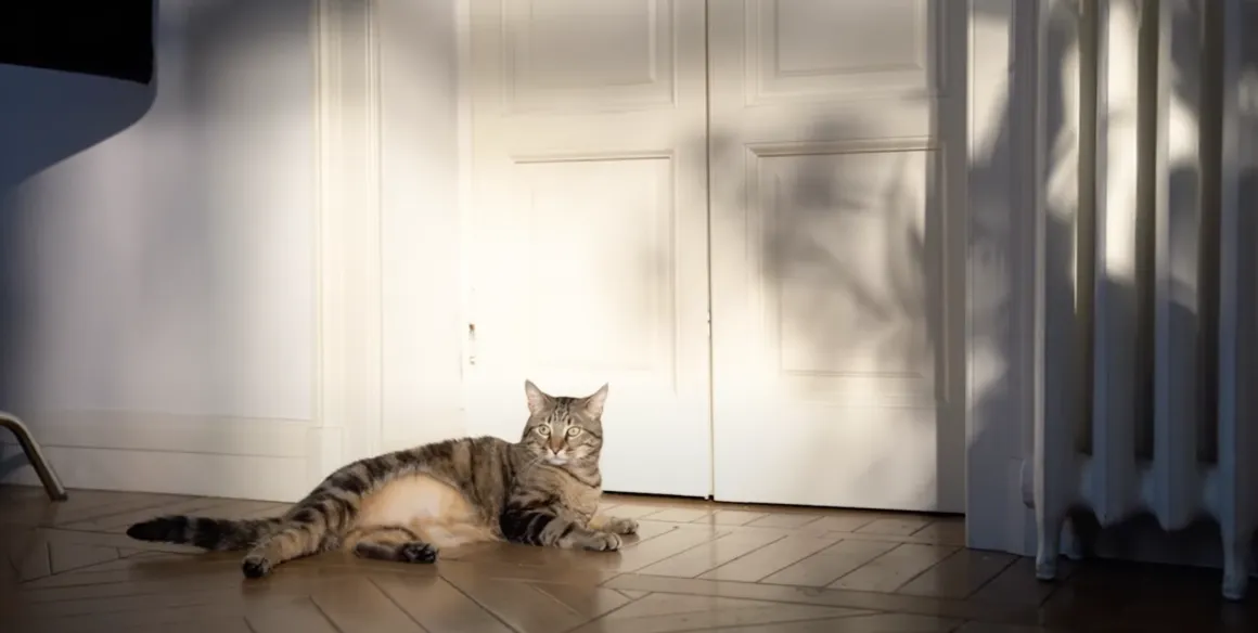 Scena dello spot Casa.it: il gatto nella location scelta da Caffeina, villa Gardenia a Milano