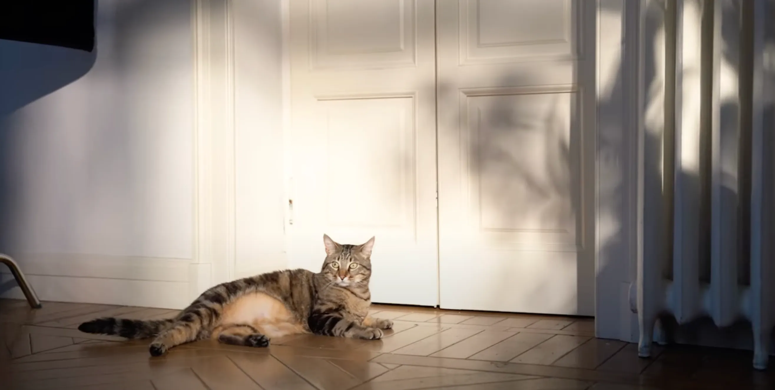 Scena dello spot Casa.it: il gatto nella location scelta da Caffeina, villa Gardenia a Milano