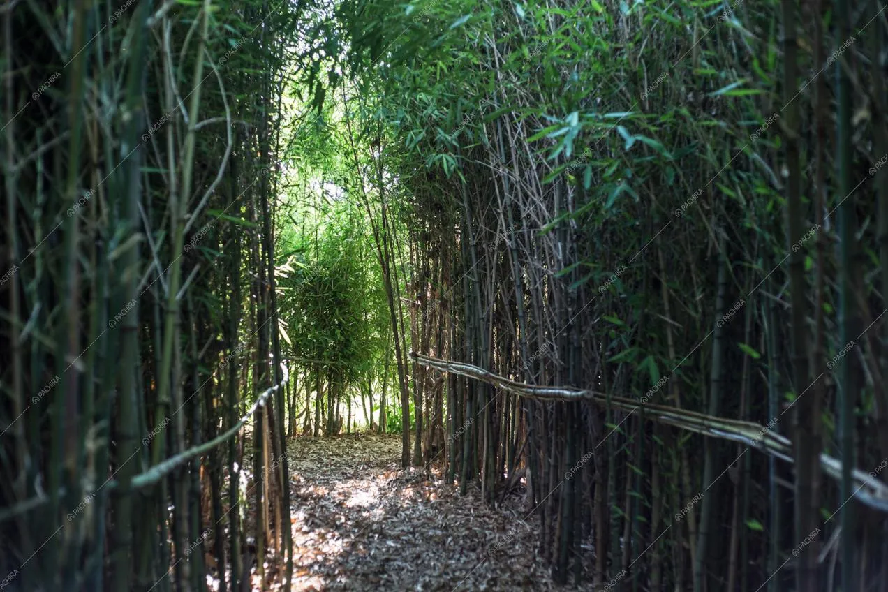 Location Cattleya glamping provincia di Venezia 19