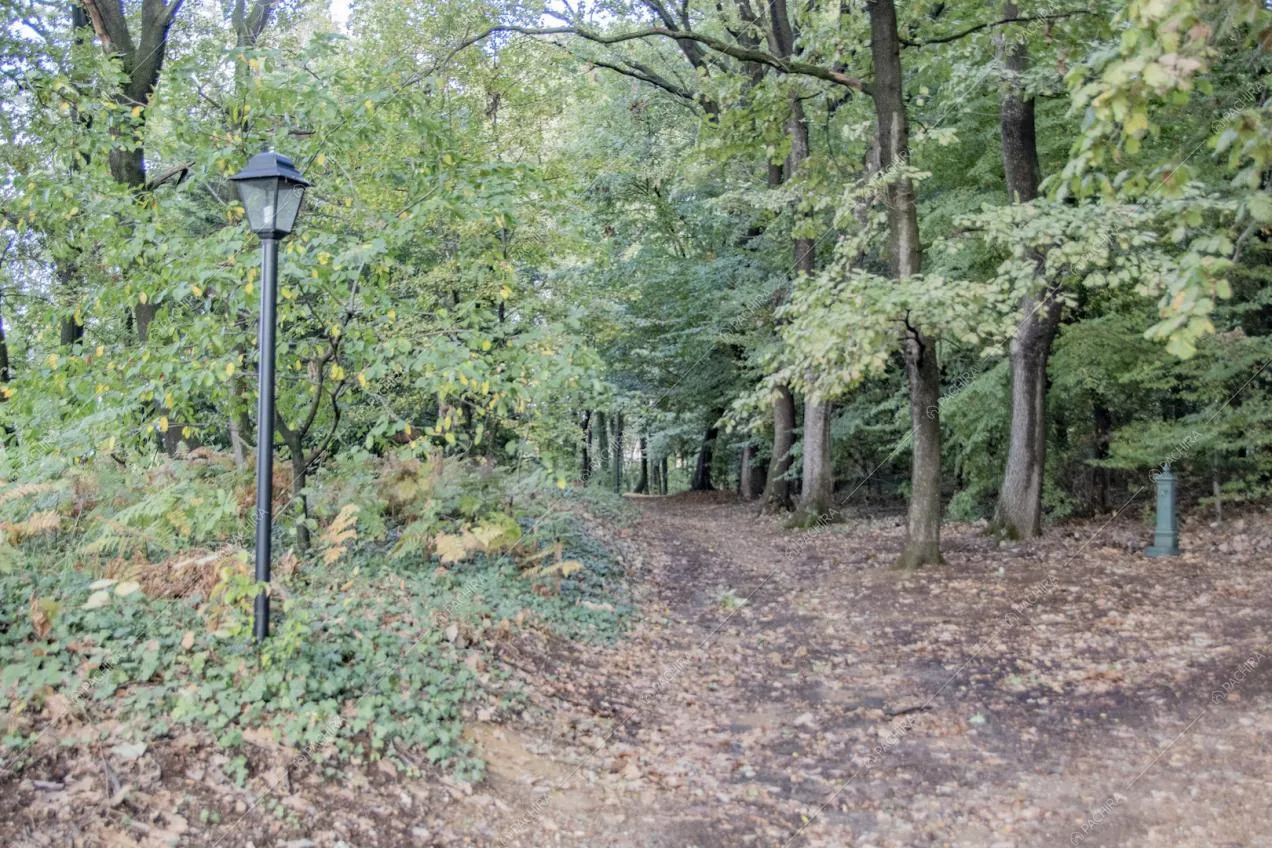 In mezzo agli alberi ecco il vialetto per accedere alla villa