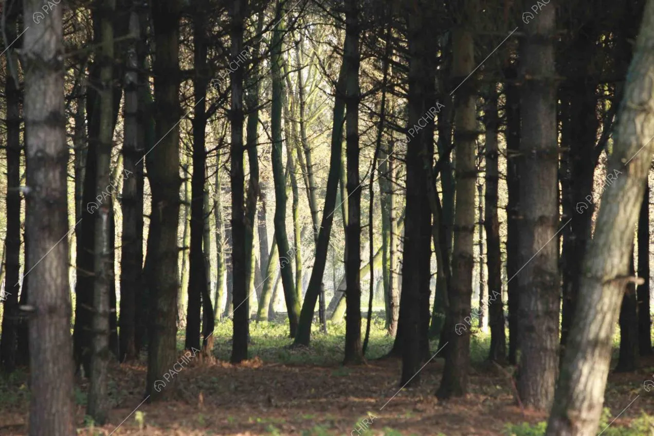 Bosco dall'aria misteriosa