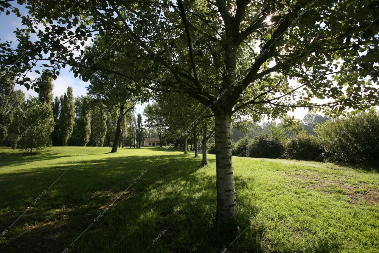 Una quercia bianca altrimenti nota come Hortus Italicus