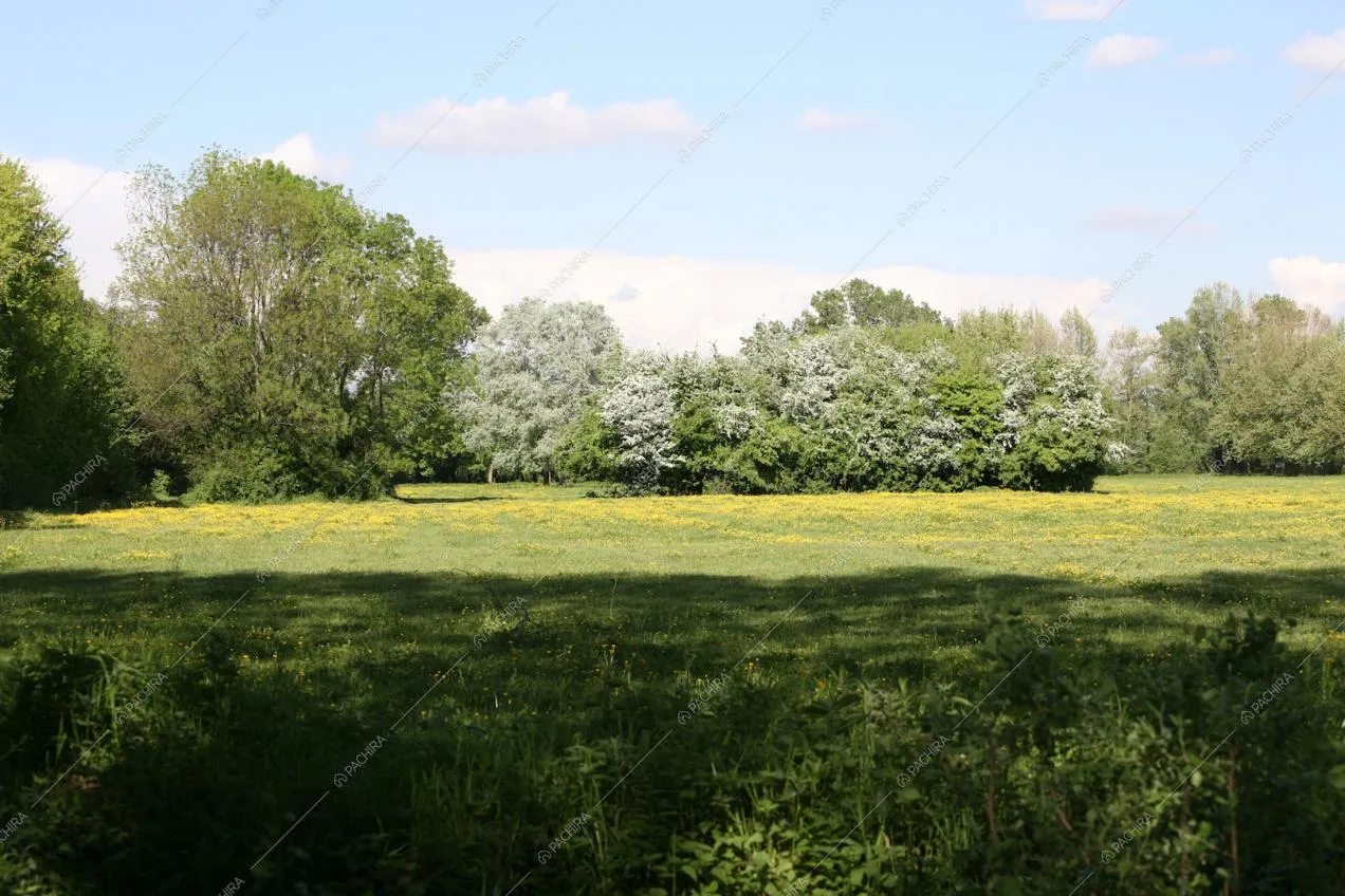 Ampia visuale sul rigoglioso parco