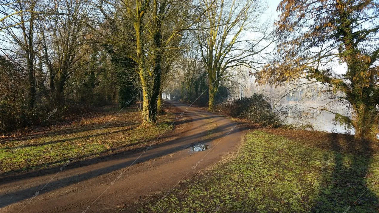 Visuale su vialetto alberato