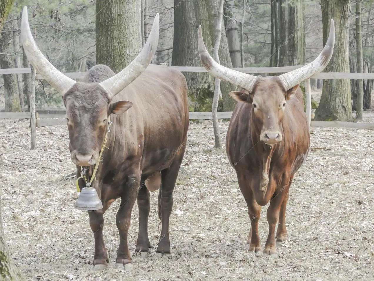 Buoi marroni nell'ampio parco della location Potus