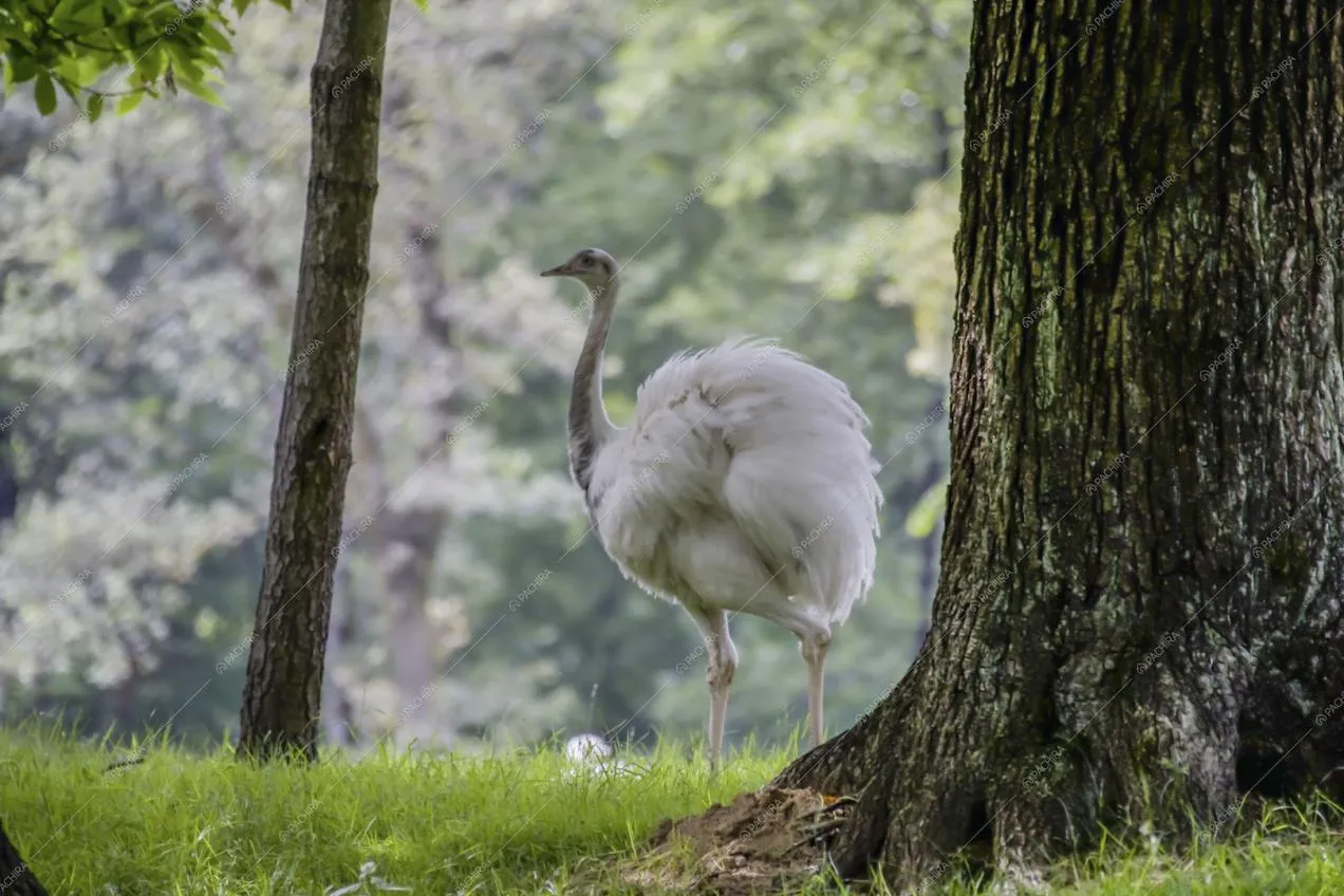 Nell'ampio parco della location Potus ecco uno struzzo