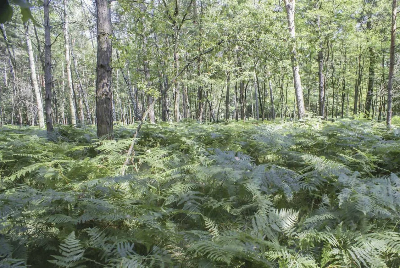 Felci e alberi nel grande parco della location Potus