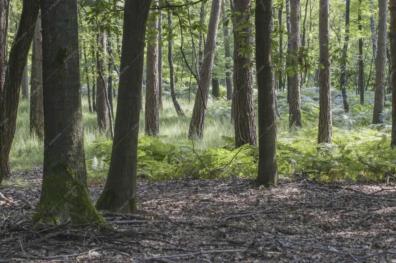 Ecco il grande parco della location Potus, pieno di alberi e arbusti