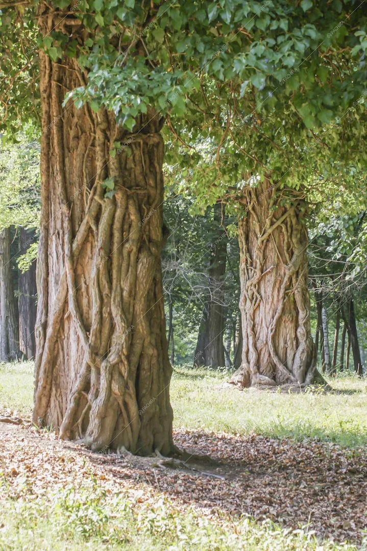 Grandi alberi nel parco della location Potus