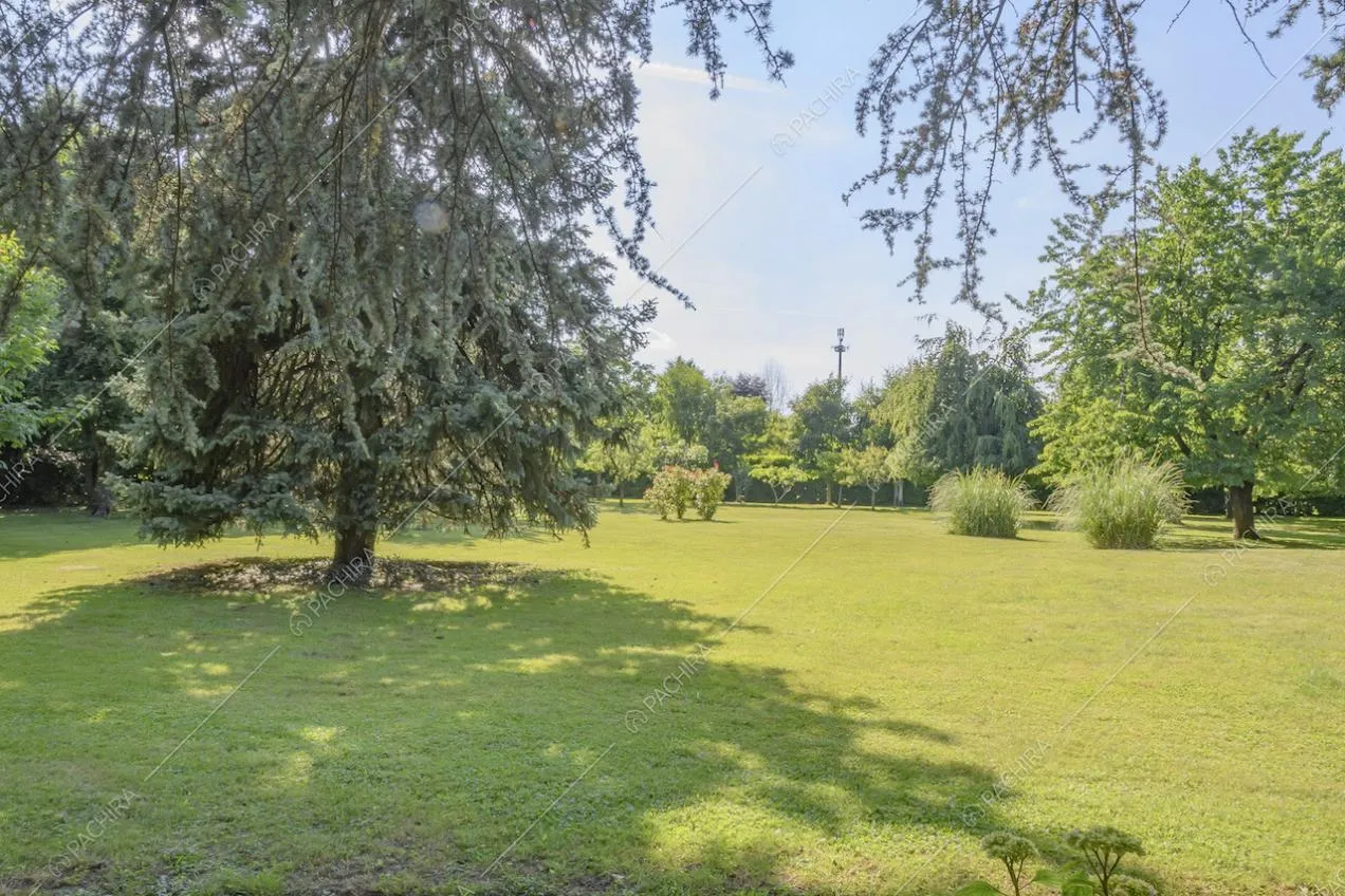 Prato ombreggiato, alberi alti e cespugli