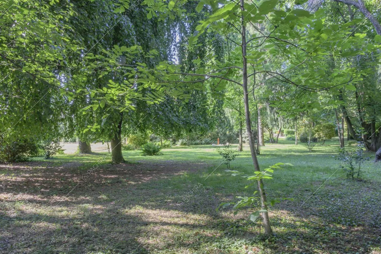 Ombra creata dagli alti alberi nel vasto giardino