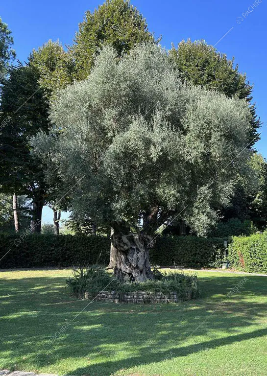 Giardino della dimora storica Citera, location in stile classico a Roma