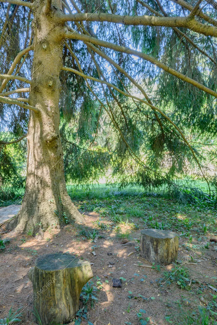 Giardino della location con grande albero