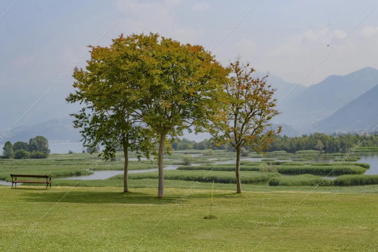 Gli alberi e il verde che circonda la Location Senecio
