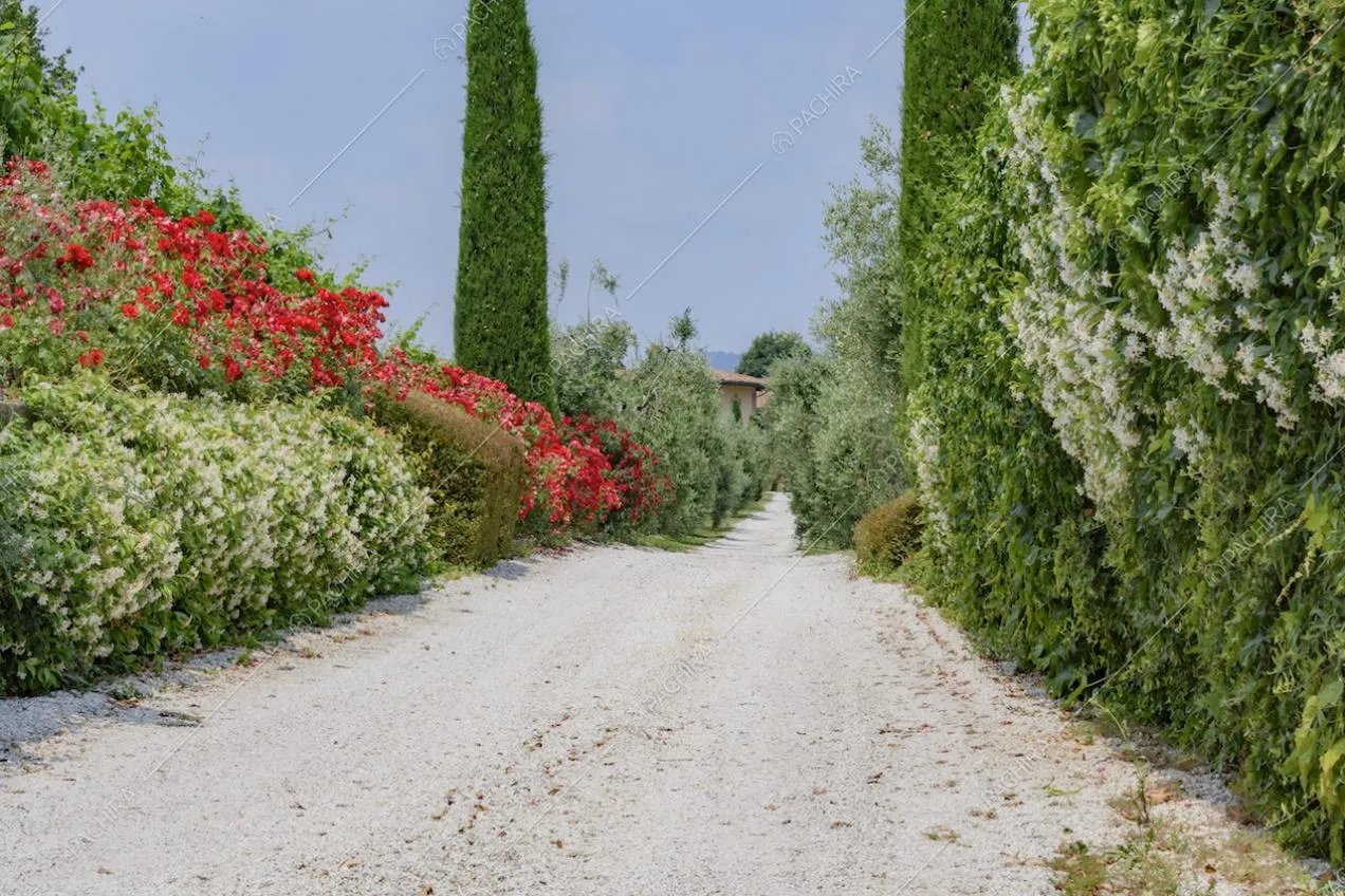 Siepi con fiori colorati ai bordi del lungo viale