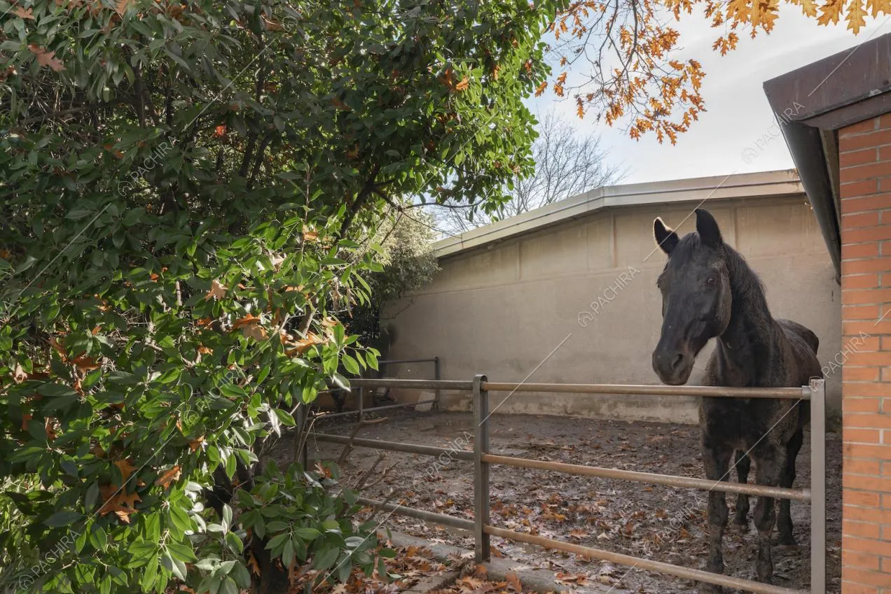 Cavallo nero vicino alla stalla nel giardino della villa