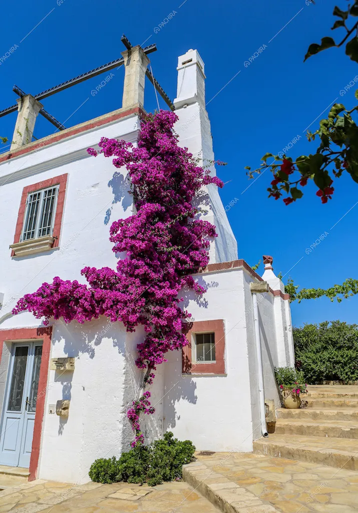 Rampicante fiorito sull'angolo della villa