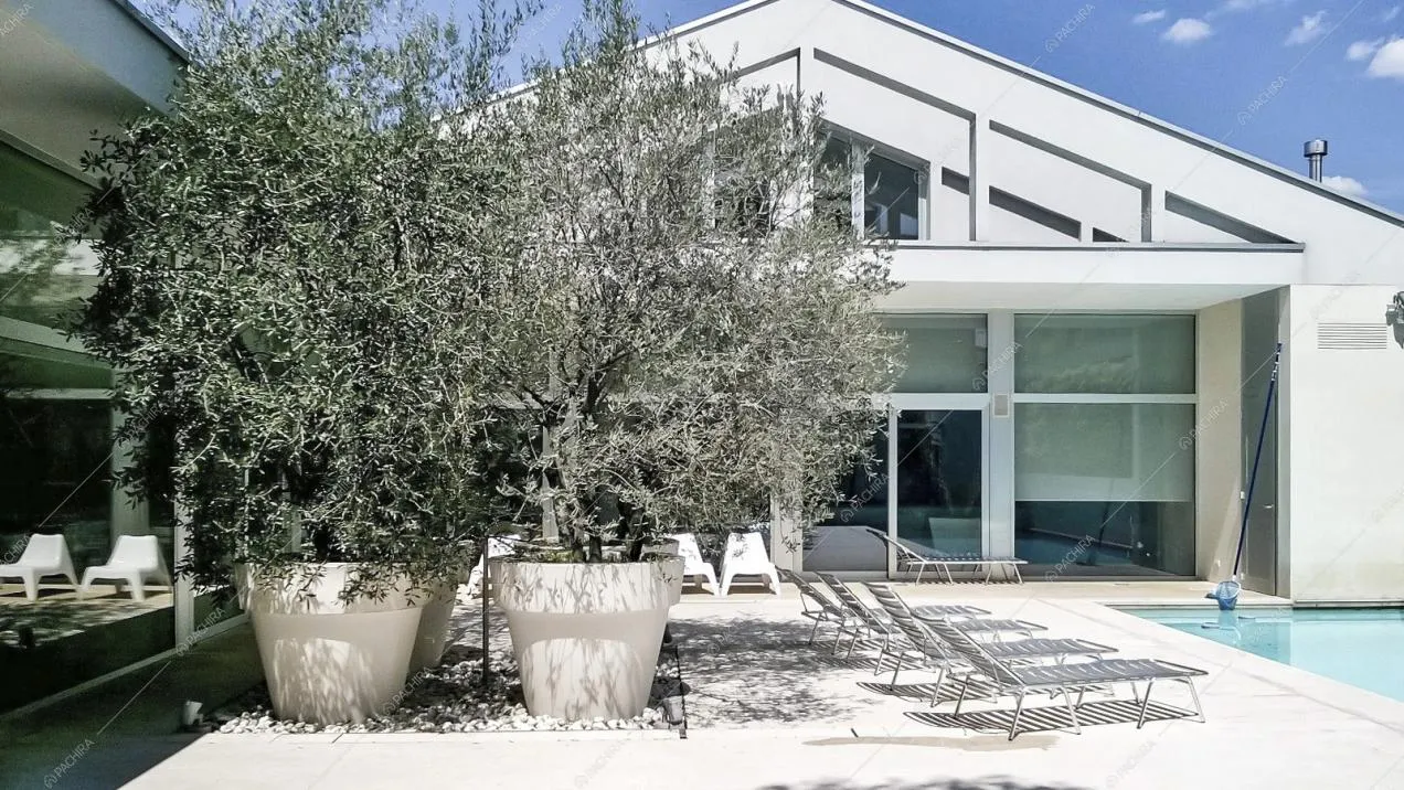 Il patio con alberi d'ulivo e zona relax