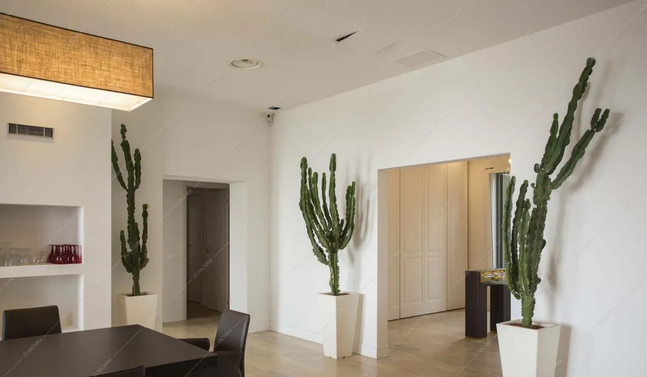 Cactus e arredi moderni