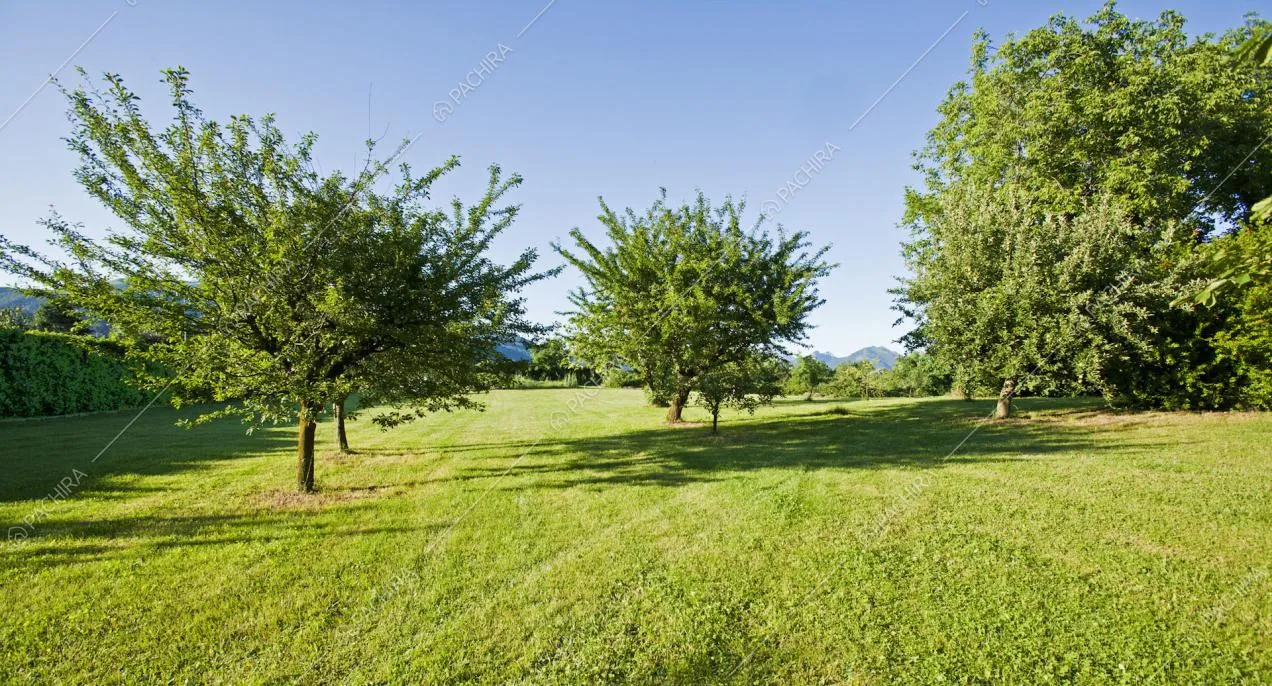 Prato con alberi
