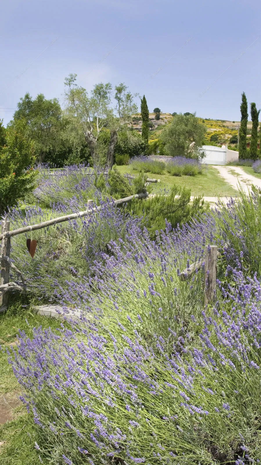 Giardino privato con piante di lavanda e ingresso nella proprietà 