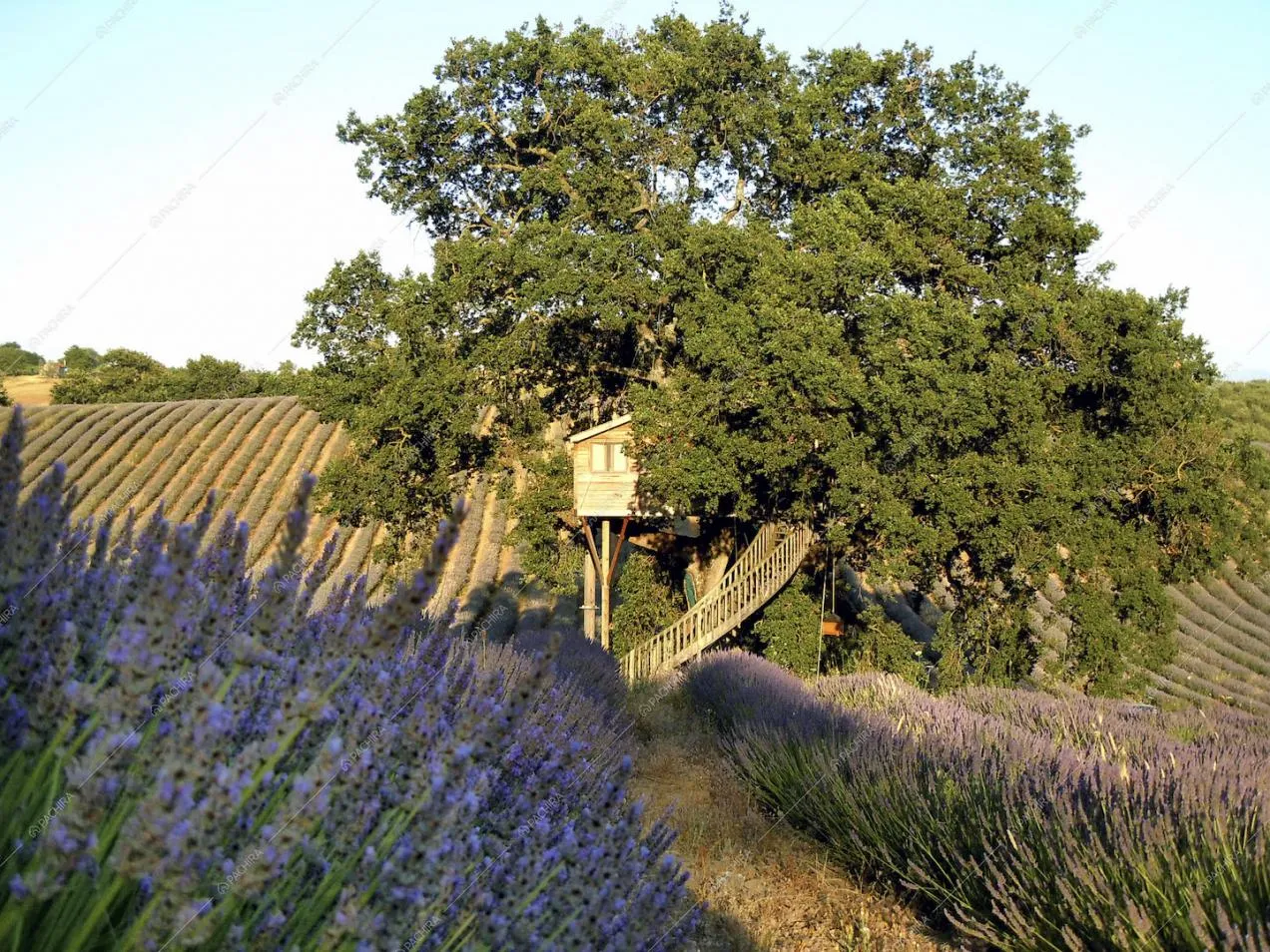 Fronda dell'albero copre la casa