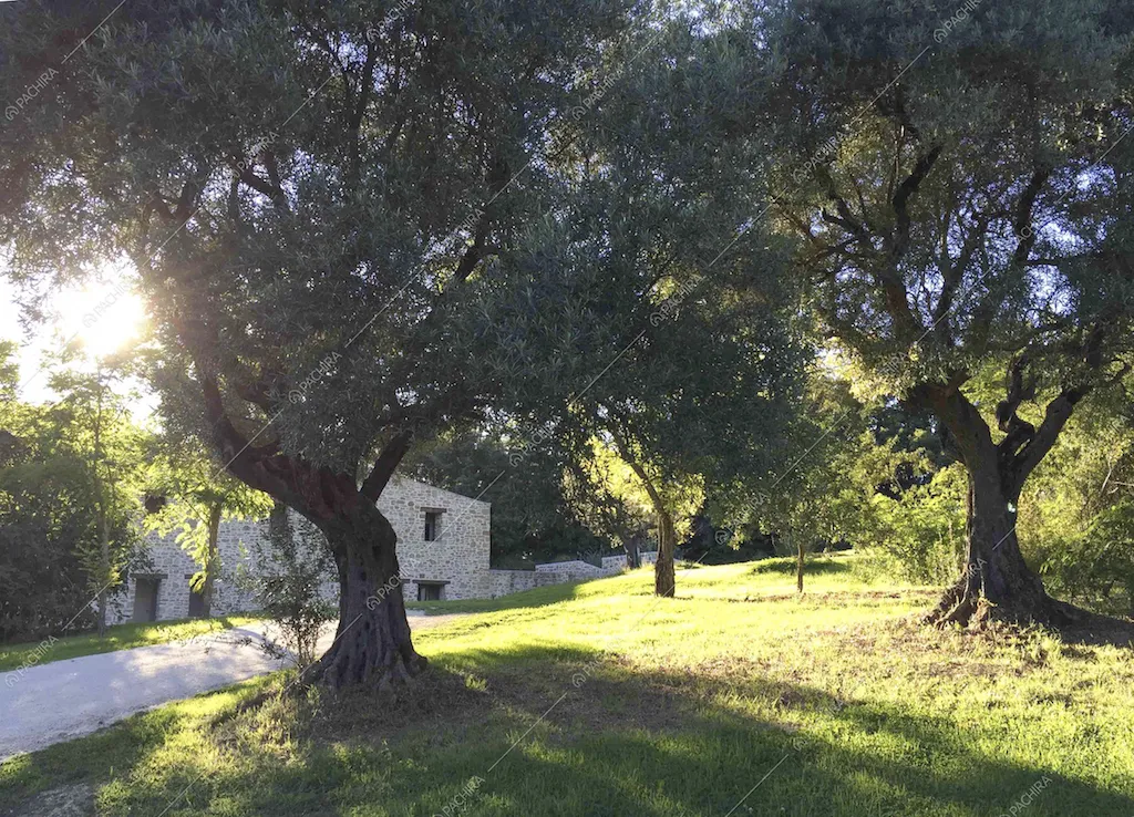 Gli ulivi nel giardino della Location Rovere