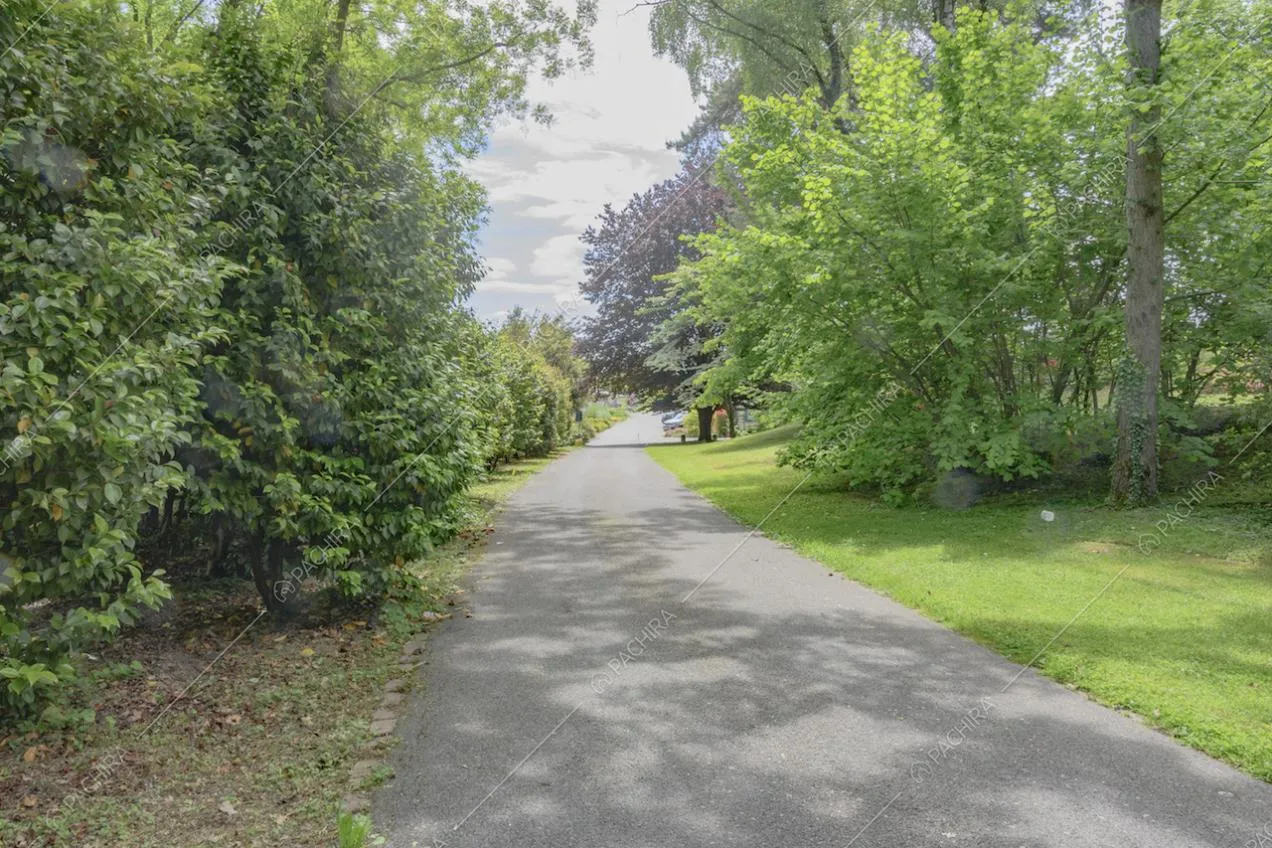 Viale asfaltato con grandi alberi ai lati