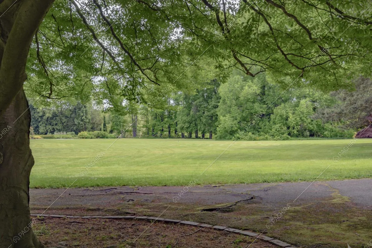 L'immenso parco visto da sotto la fronda di un albero
