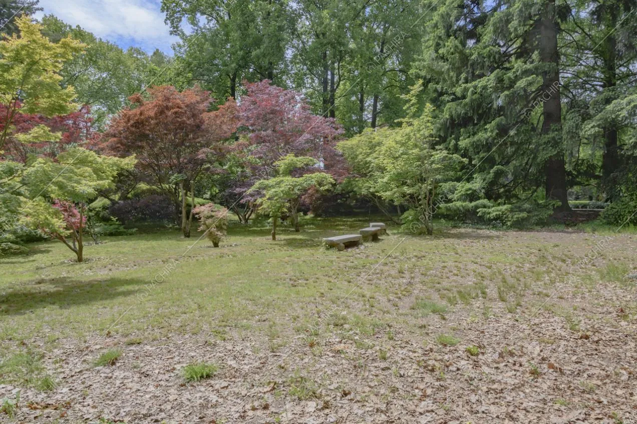 Foglie colorate tra le fronde degli alberi