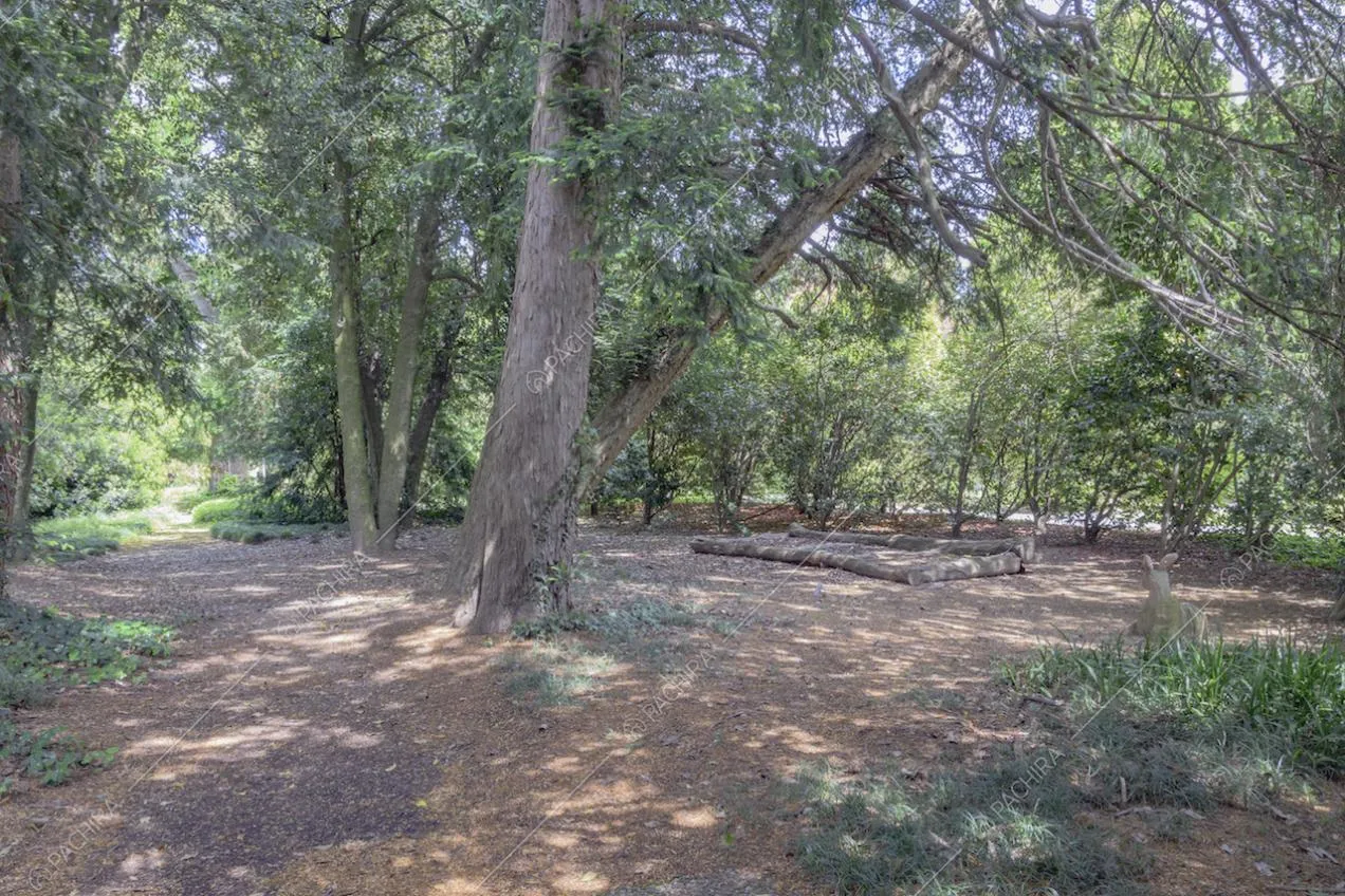 Area ombreggiata sotto agli alti alberi del parco