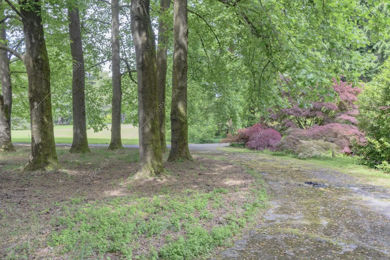 Tronchi di alberi alti in un angolo ombreggiato del giardino
