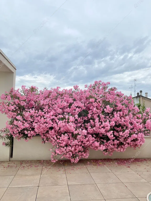 Esterni della villa Rila, location in stile contemporaneo a Forlì Cesena