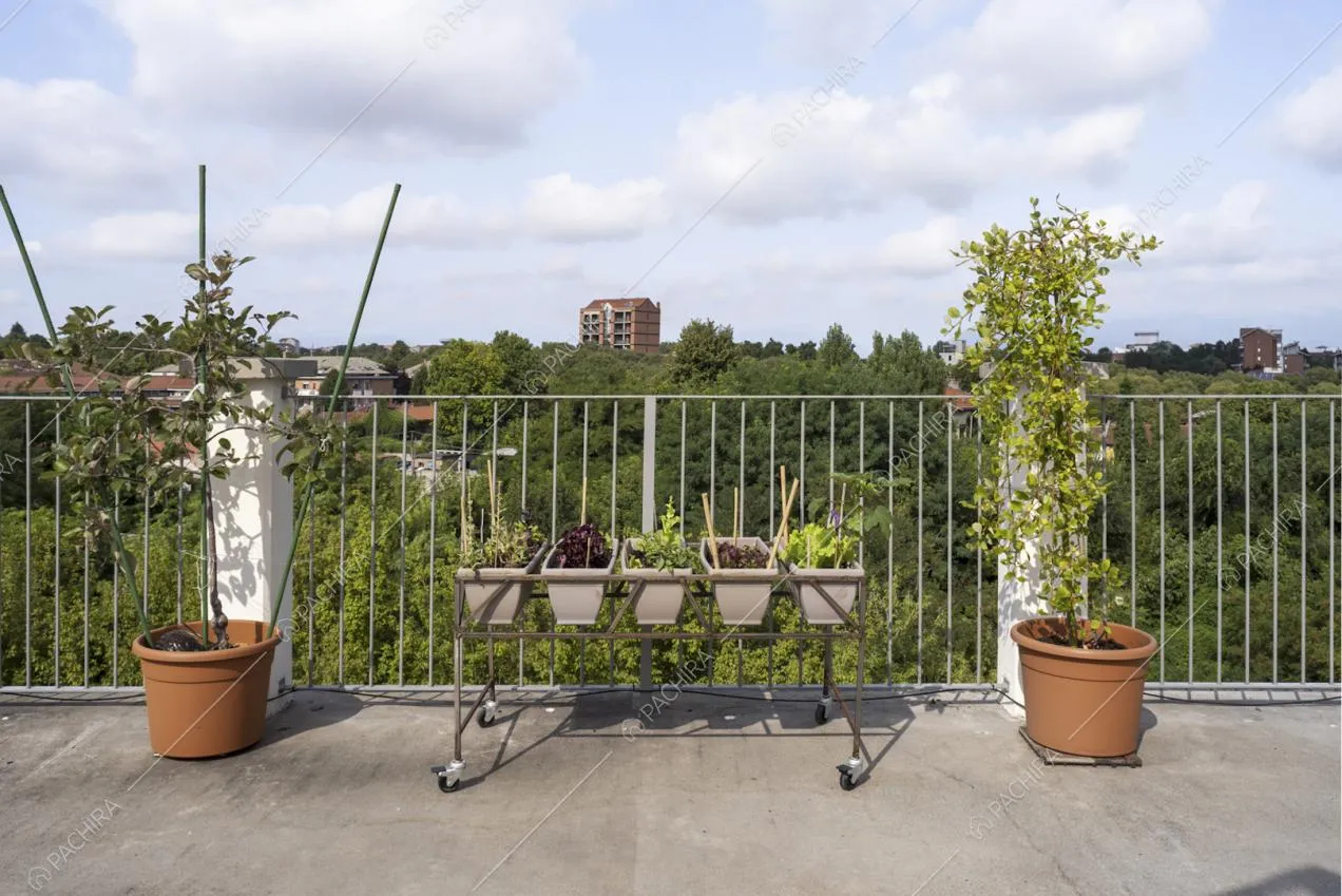 Piante sulla terrazza dell'attico e vista sul parco