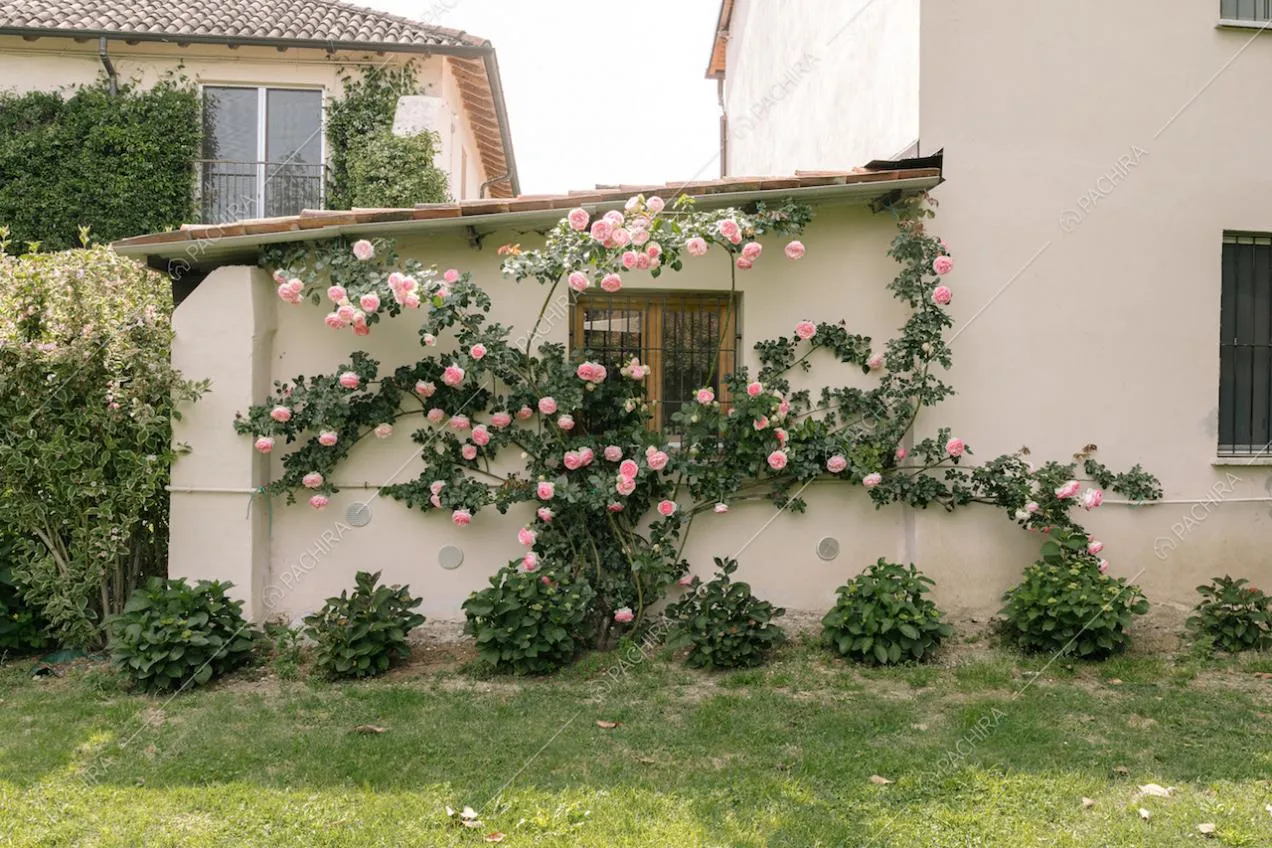 Grazioso roseto vista giardino