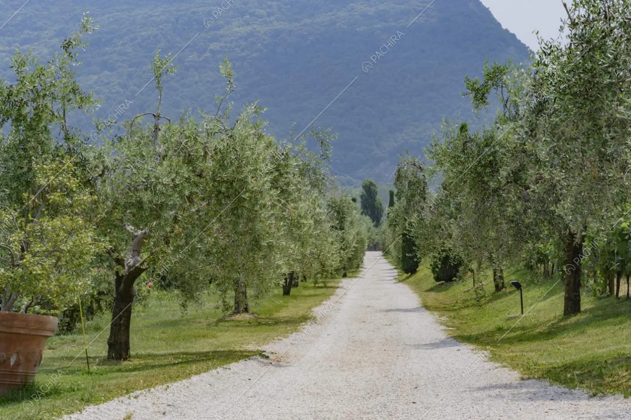 Viale di ulivi e alberi di diversa specie