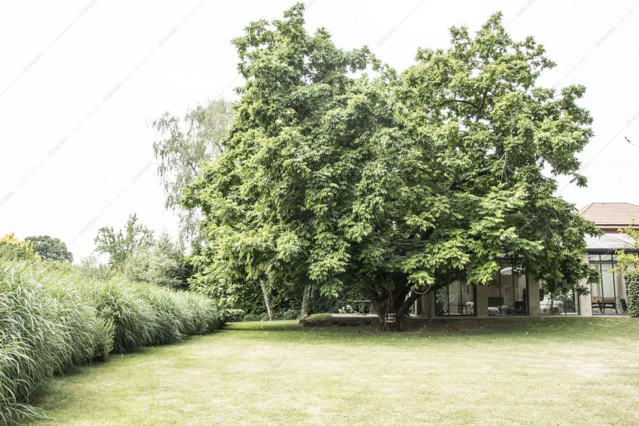 Imponenti alberi nel giardino esterno alla villa 