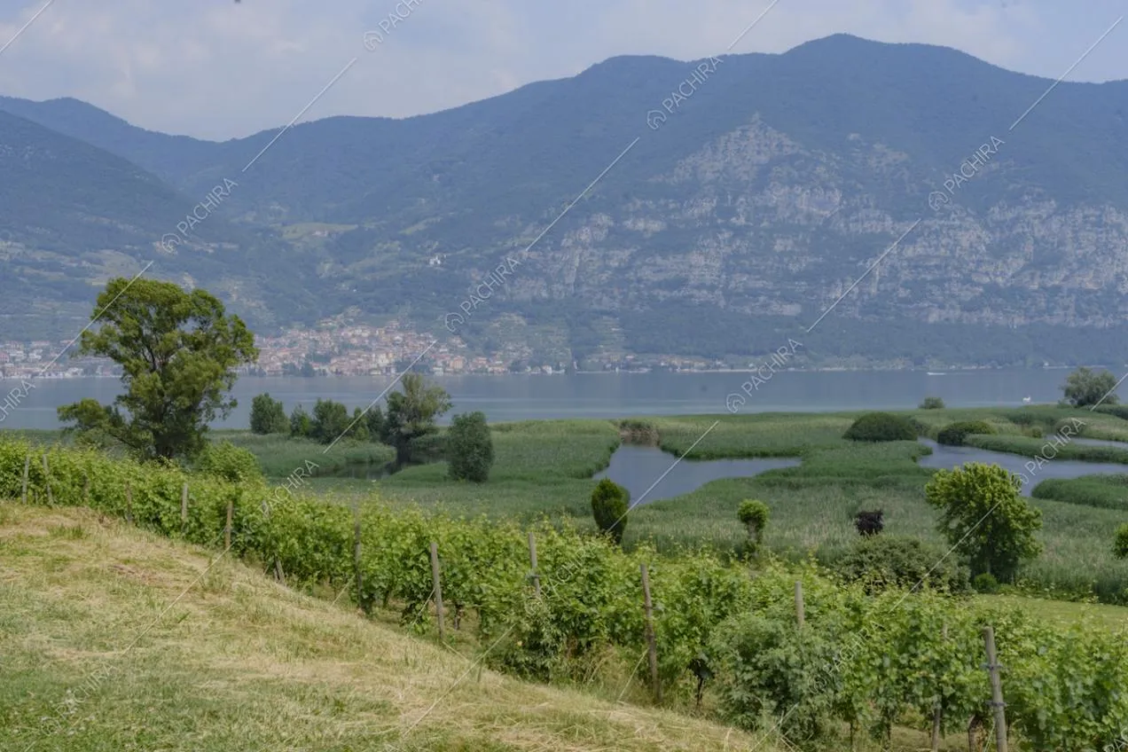 Montagne, lago e vigneti intorno alla Location Senecio