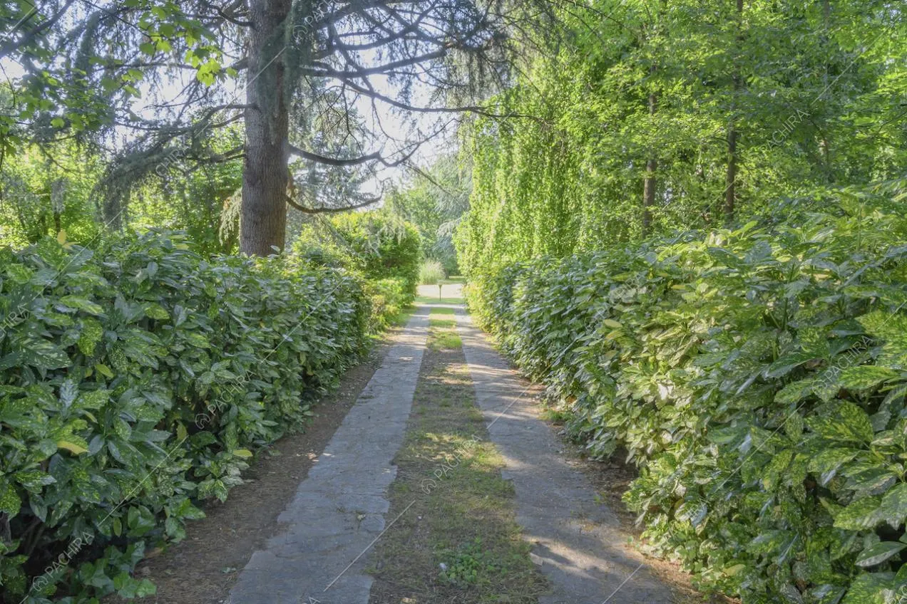 Siepi ai lati del vialetto d'ingresso