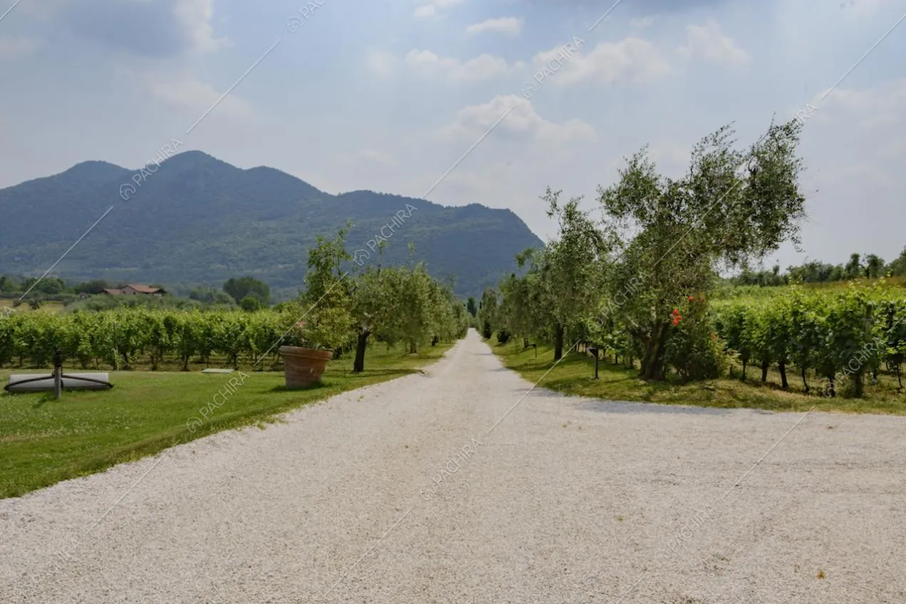 Estesi vigneti circondati da montagne e lungo viale