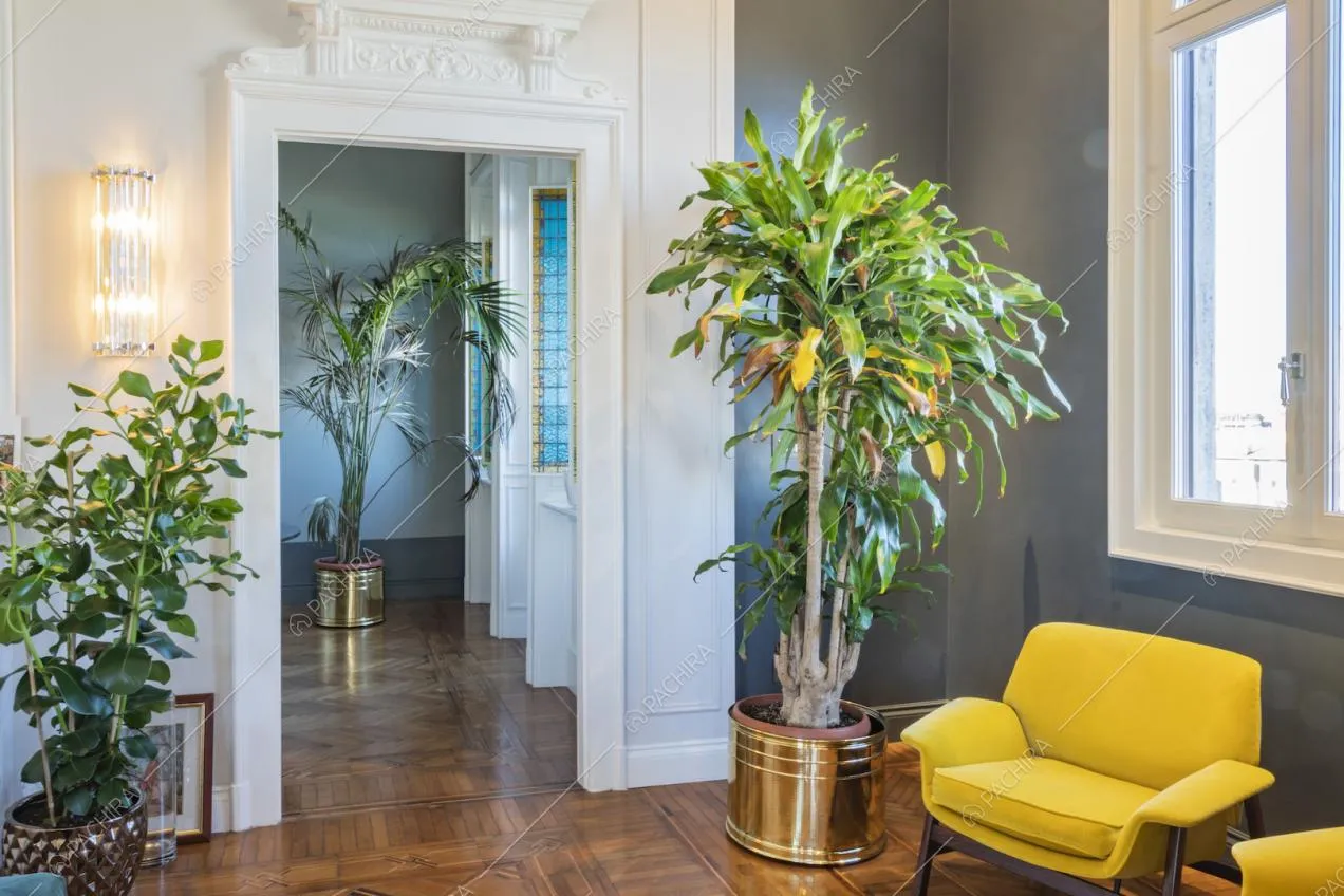 Piante, boiserie e poltroncine gialle